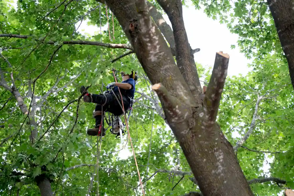 About 10 Worker cutting tree