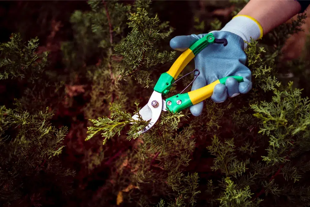 Tree Care 101: What to Do & How Should You Do It 2 close up man cutting pine branches tree care