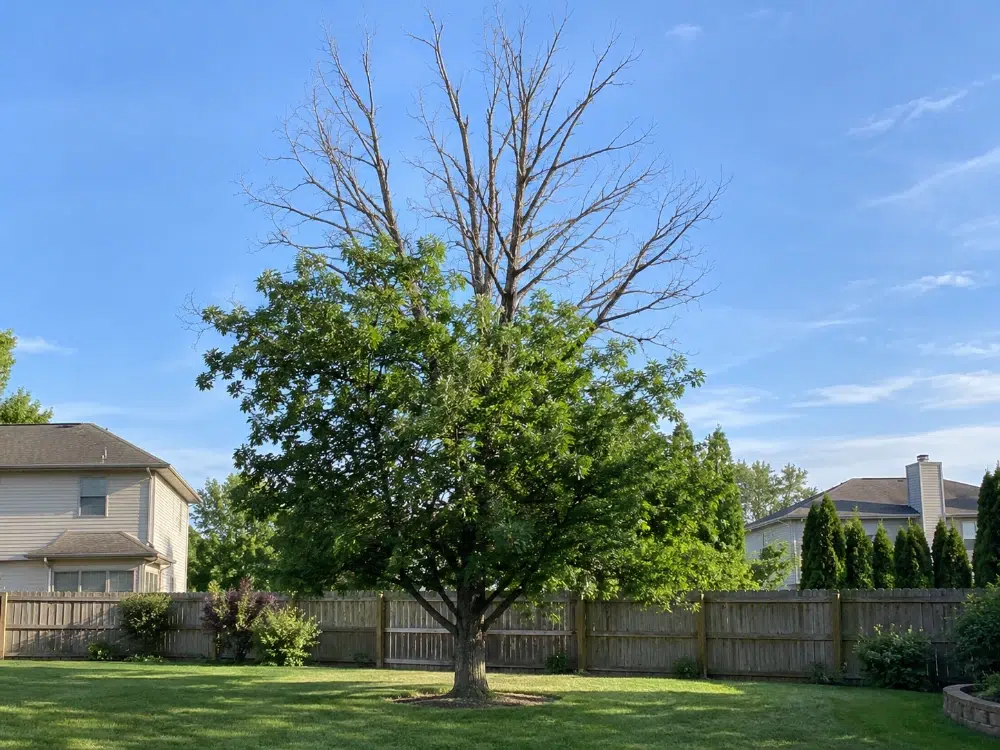 Tree Removal for Landscaping: What to Remove and How 10 A declining crown means the tree is already losing the battle — dead branches don't wait for a convenient time to fall