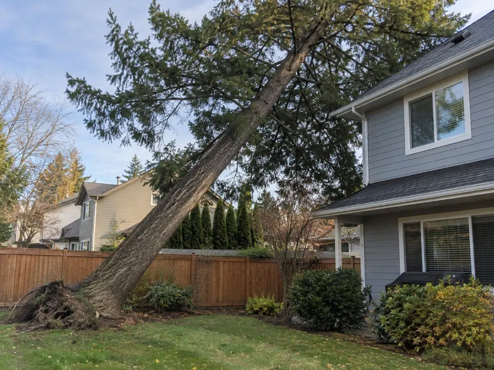 Tree Removal for Landscaping: What to Remove and How 9 A leaning tree near a structure isn't a wait-and-see situation wind or ice can bring it down without warning