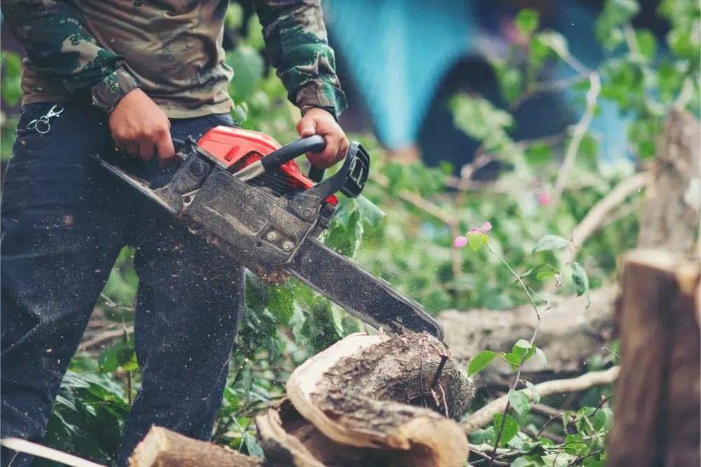 What is Tree Removal: Steps, Signs, Techniques and More 1 an arborist conducting a tree removal after explaining to his client what is tree removal