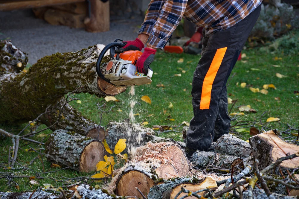 What is Tree Removal: Steps, Signs, Techniques and More 3 arborist man cutting branches with chainsaw what is tree removal