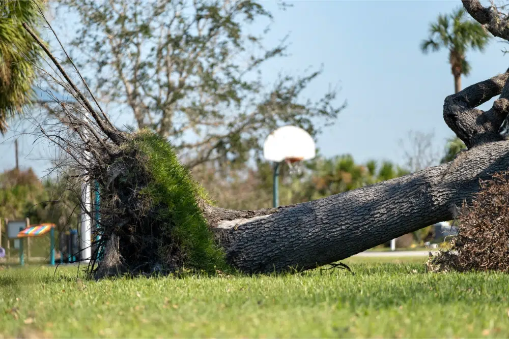 close up shot of tree being down after using one of the best tree removal techniques close up shot of tree being down after using one of the best tree removal techniques