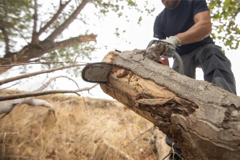 What is Tree Removal: Steps, Signs, Techniques and More