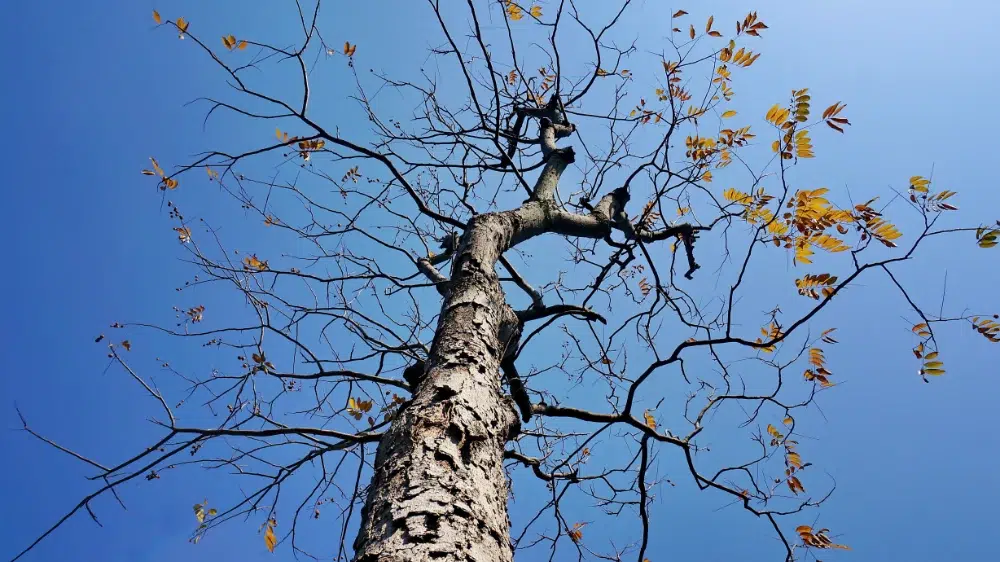 dry tree with sky background and this is one of the common signs a tree needs to be removed. dry tree with sky background and this is one of the common signs a tree needs to be removed.