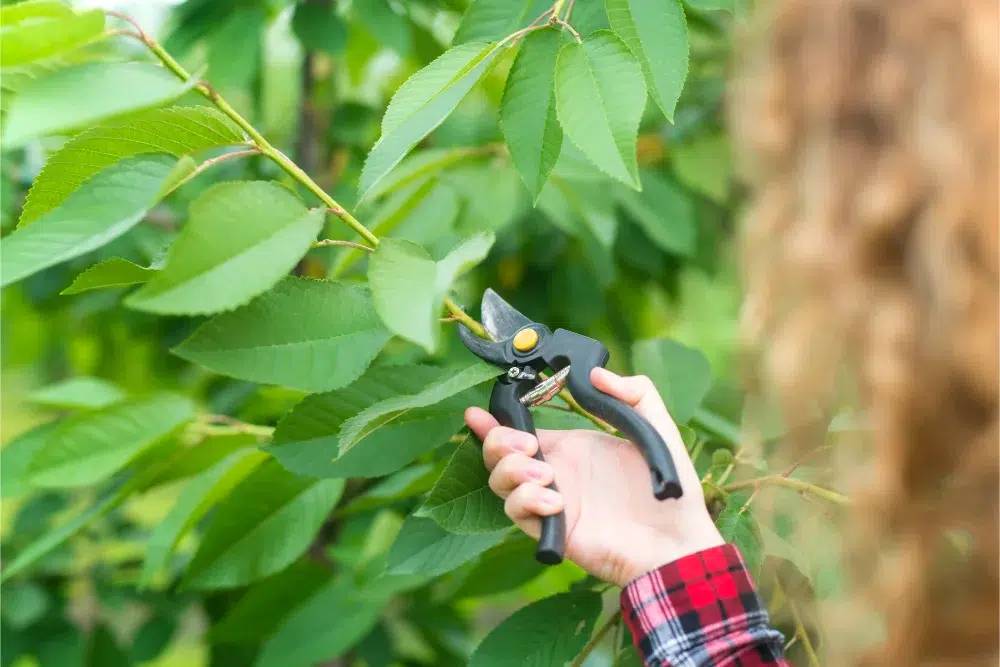 The Best Tree Care Tips (For All Green Spaces) 3 farmer pruning fruit tree branches orchard tree care tips