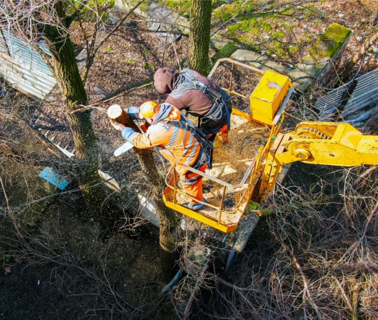 The 9 Benefits of Tree Removal (Did We Miss Any ?)