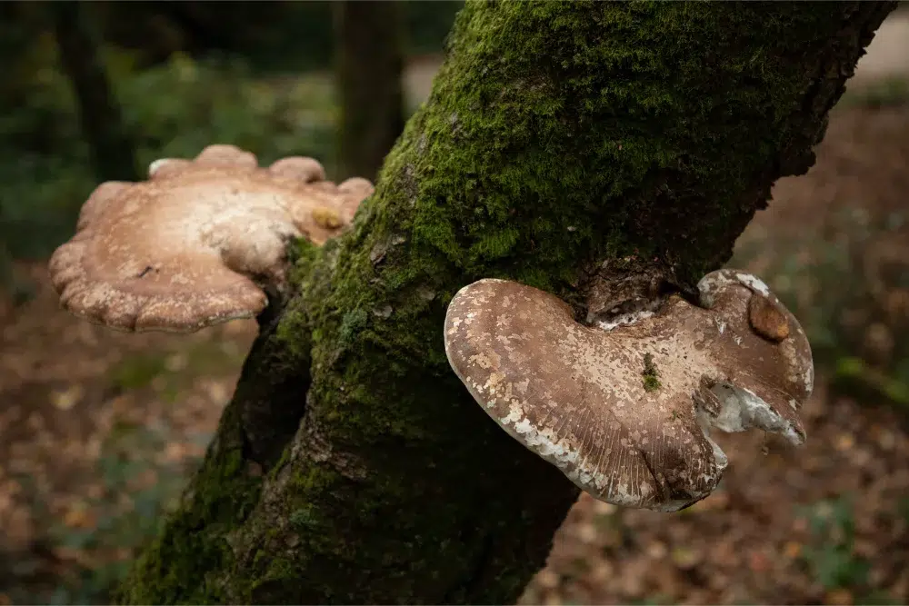 The 9 Signs a Tree Needs to Be Removed 2 selective focus shot two birch polypore common white bracket mushrooms Signs a Tree Needs to Be Removed