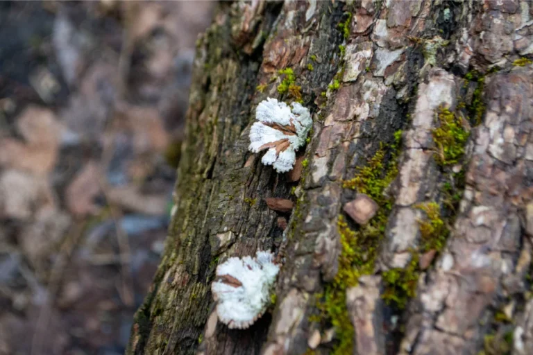 The 9 Signs a Tree Needs to Be Removed