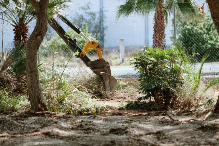 Tree Removal for Landscaping: What to Remove and How