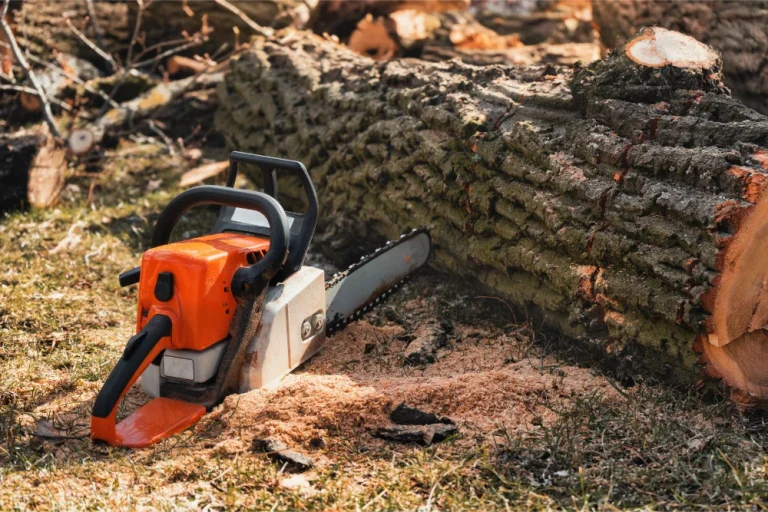 Tree Removal Techniques: Every Method Explained (+Images)