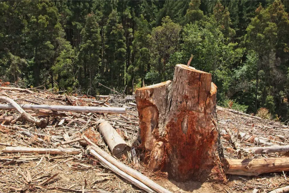 The 11 Benefits of Stump Grinding (Why is it Needed ? ) 2 tree stumps surrounded by greenery forest sunlight benefits of stump grinding