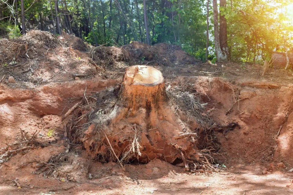 Stump Removal Safety: Standards, Checklist and Tools Needed 2 stump removal safety checklist Stump Removal Safety