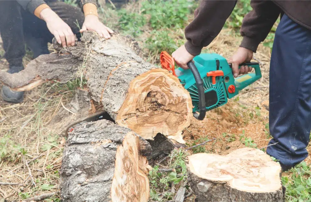 two arborists cutting down a tree stump into pieces as they are discussing the estimate stump removal cost for their clients. two arborists cutting down a tree stump into pieces as they are discussing the estimate stump removal cost for their clients.
