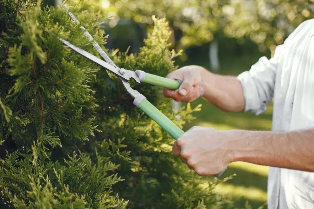 man wearing white shirt in a garden holding a metal tool and cutting tree brushes and this is one of the important tree trimming techniques. man wearing white shirt in a garden holding a metal tool and cutting tree brushes and this is one of the important tree trimming techniques.