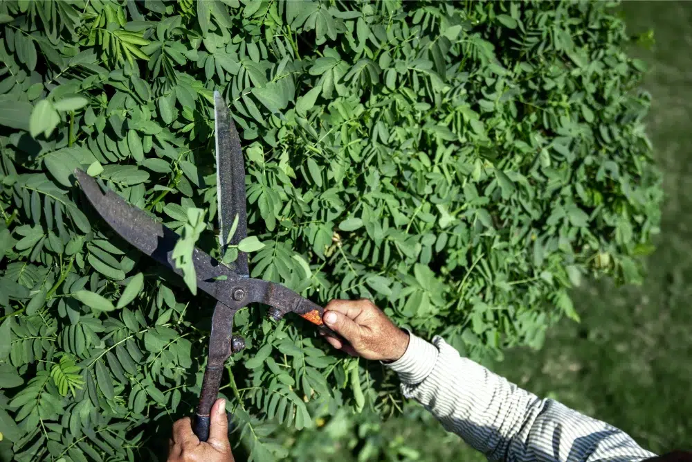 6 Tree Trimming Techniques ( What's the Easiest? ) 1 old gardener cuts bush with large metal old pruning shears Tree Trimming Techniques