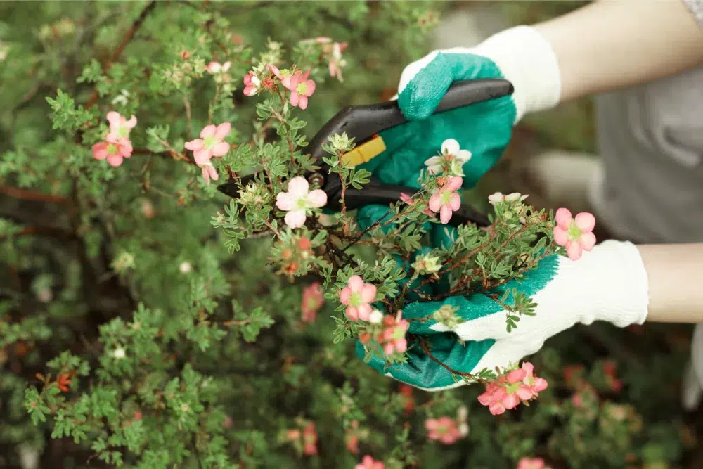 Your Guide to Efficient Pruning Fruit Trees (A-Z Guide) 1 cropped view gardening worker wearing protective gloves while trimming plants 1 Pruning Fruit Trees