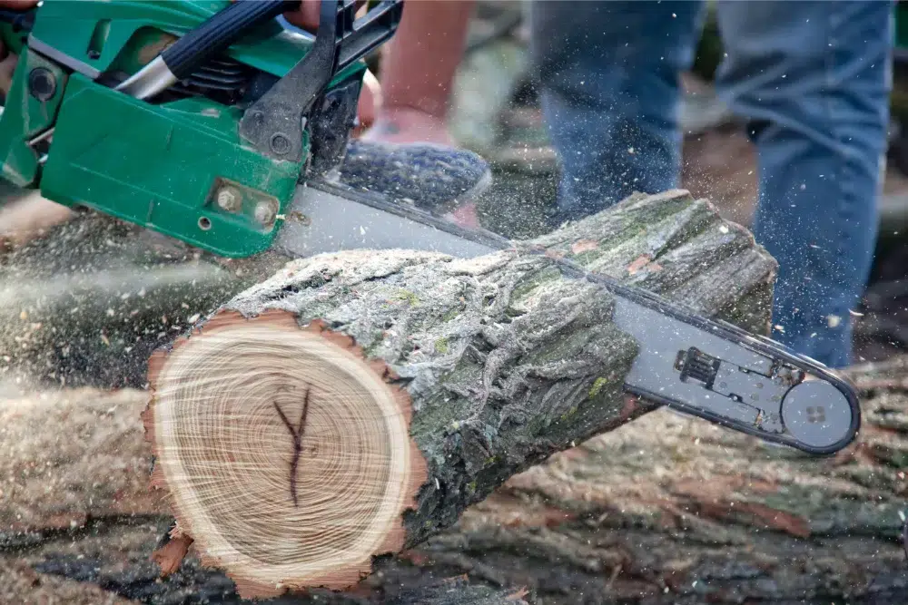 an arborist cutting a tree into pieces after conducting a stump grinding in Ottawa an arborist cutting a tree into pieces after conducting a stump grinding in Ottawa