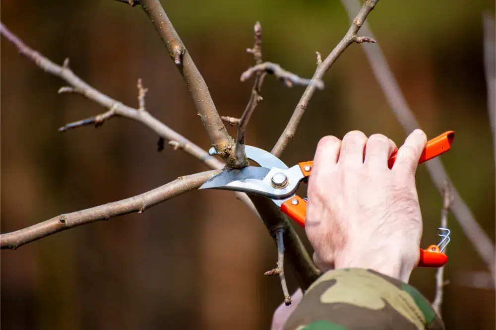 an arborist using equipement for tree pruning in Ottawa an arborist using equipement for tree pruning in Ottawa