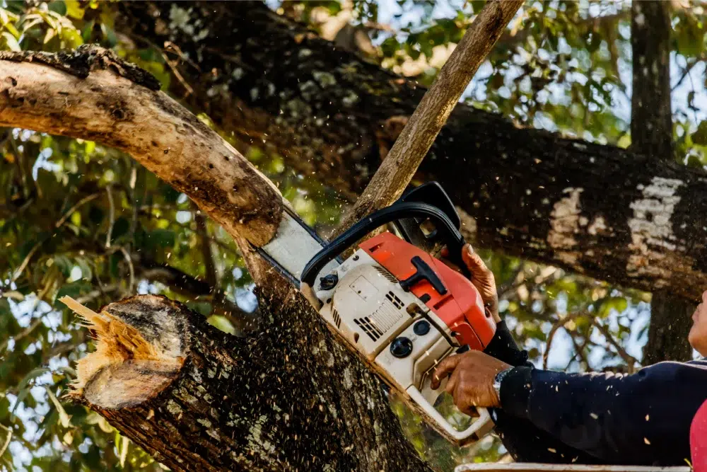close up shot of an arborist using a chainsaw to prepare tree removal in Ottawa close up shot of an arborist using a chainsaw to prepare tree removal in Ottawa