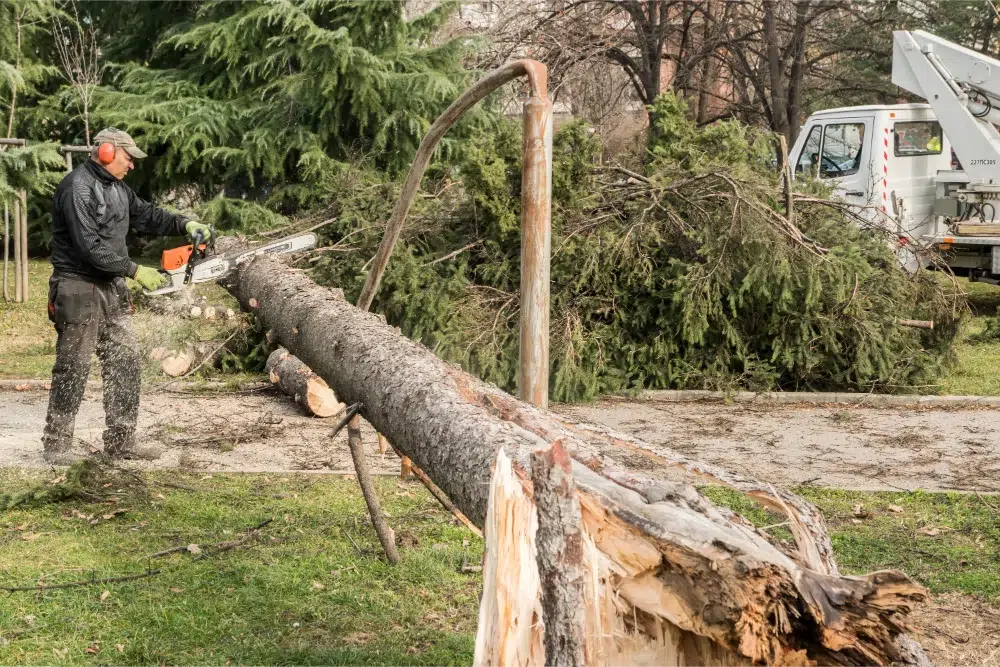 emergency tree services after fallen tree in yard emergency tree services after fallen tree in yard