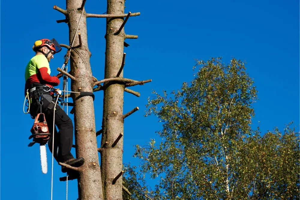 low angle view of a man with chainsaw conducting tree cabling in Ottawa. low angle view of a man with chainsaw conducting tree cabling in Ottawa.