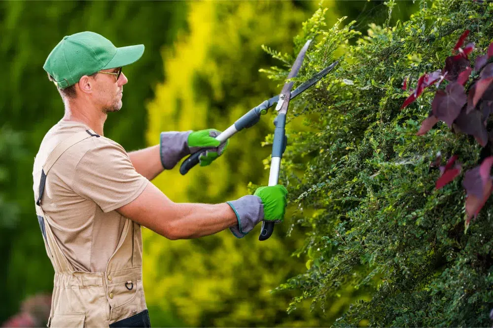 man cutting trees using electrical chainsaw illustrating the importance of tree care service in Ottawa professional tree care services in Ottawa being performed by experienced certified arborist