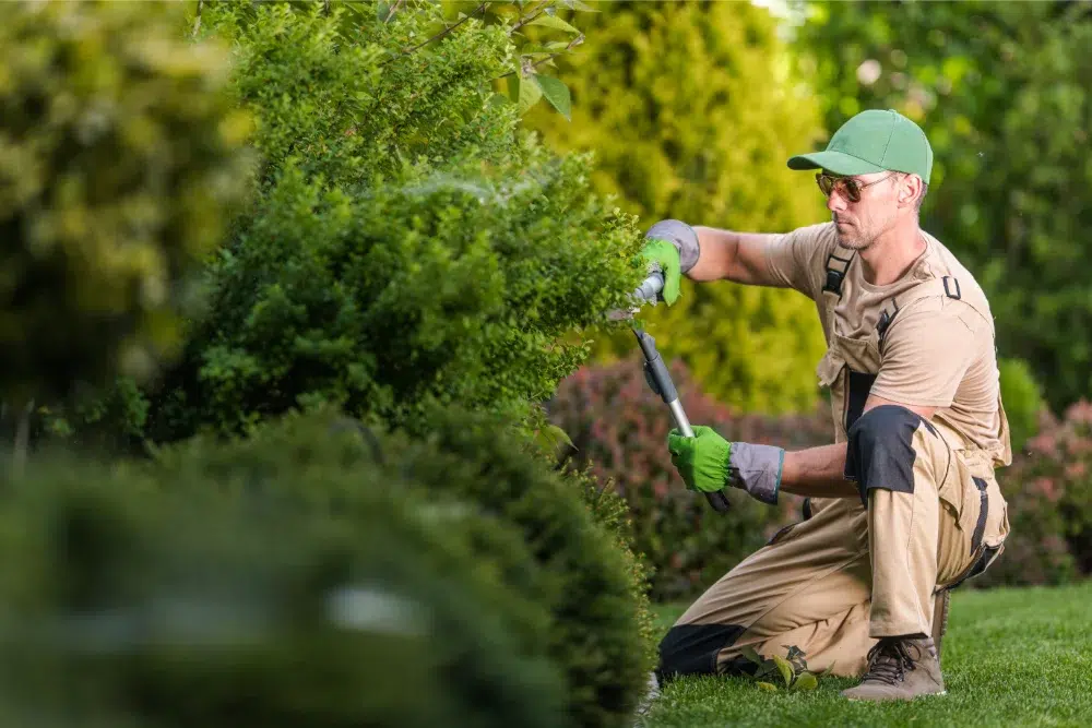 professional hedge trimming in Ottawa by certified arborist professional hedge trimming in Ottawa by certified arborist
