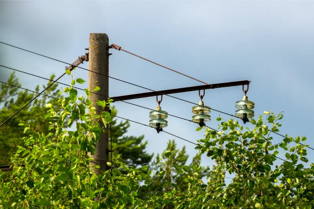 tree growing into powerlines needs tree risk assessment services tree growing into powerlines needs tree risk assessment services