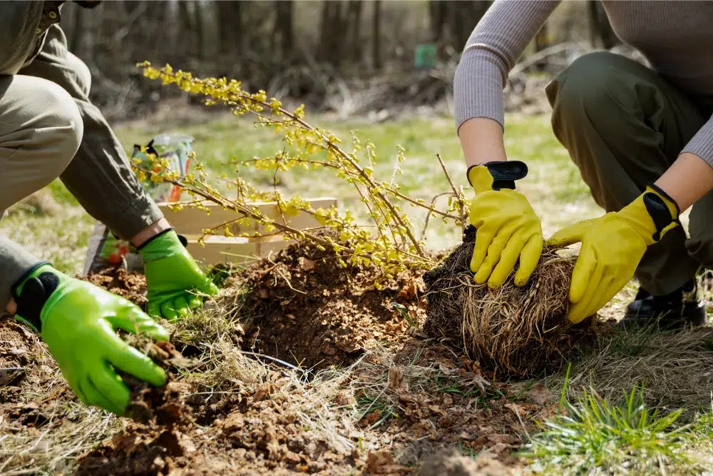 two arborist conducting tree transplanting service in ottawa two arborist conducting tree transplanting service in ottawa