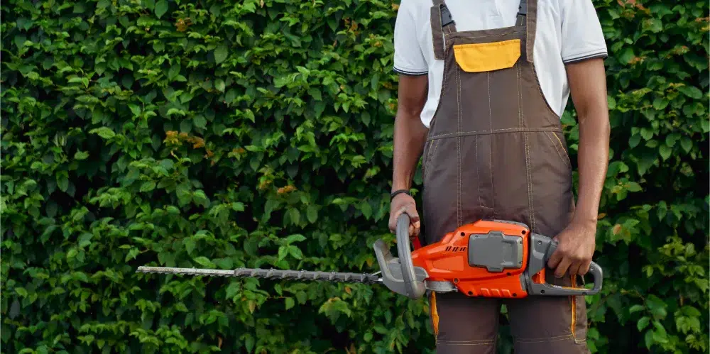 gardener making common hedge trimming mistakes, like not wearing gloves gardener making common hedge trimming mistakes, like not wearing gloves