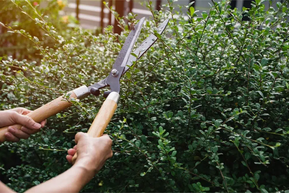 The Best Time to Trim Hedges: Seasonal Guide & Tips 1 person with large shears trimming plant during best time to trim hedges