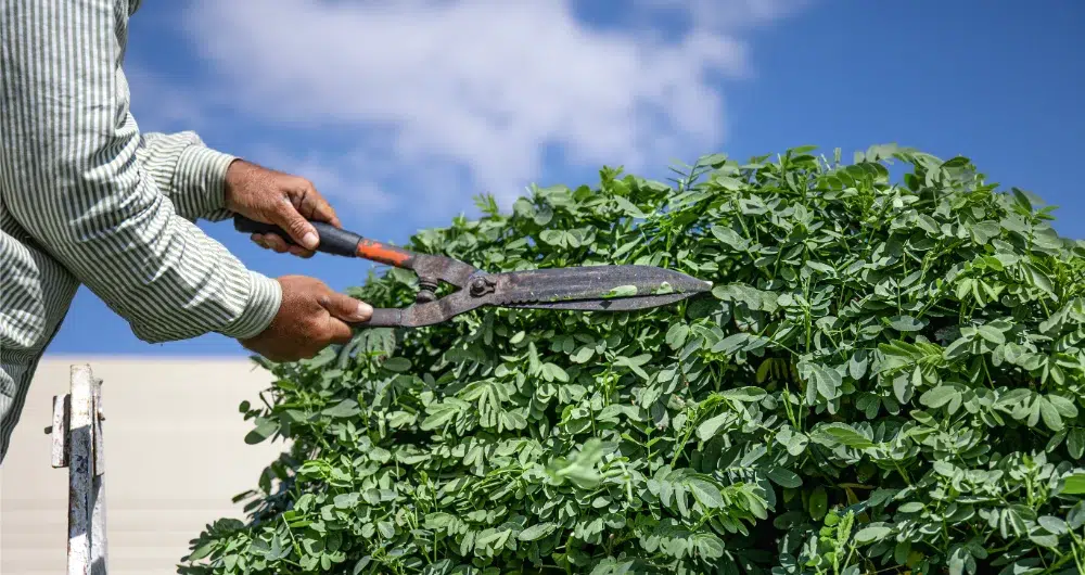 close up of hands with cutting shears practicing how to trim a hedge close up of hands with cutting shears practicing how to trim a hedge