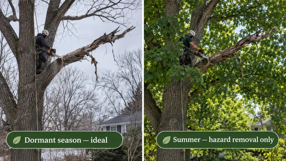 Deadwooding 101: A Must-Know Tree Pruning Technique 2 dormant season vs. summer caution deadwooding