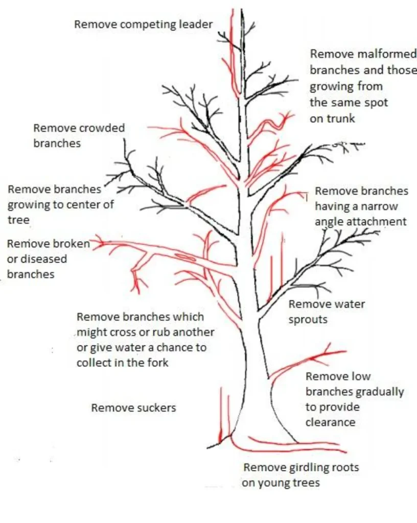 How to Trim a Tree: A Safe & Simple DIY Guide 1 how to trim a hedge how to trim a tree