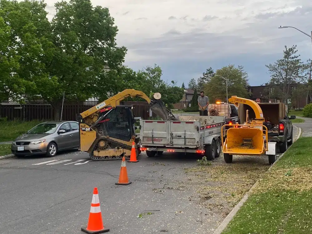 a car and tree service equipements within a green space illustrating the importance of tree services in Richmond a car and tree service equipements within a green space illustrating the importance of tree services in Richmond