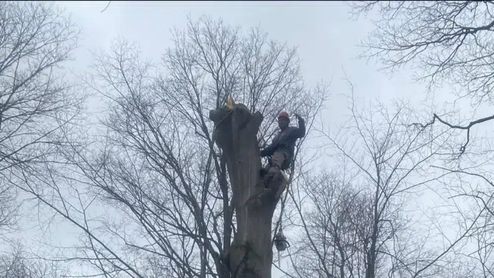 a man climbing a tree and he is a certified arborist from SpinBlade which provides tree services in Nepean a man climbing a tree and he is a certified arborist from SpinBlade which provides tree services in Nepean