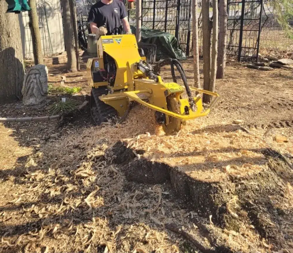 a man using equipement to cut a tree and this is what tree services in Munster looks like a man using equipement to cut a tree and this is what tree services in Munster looks like