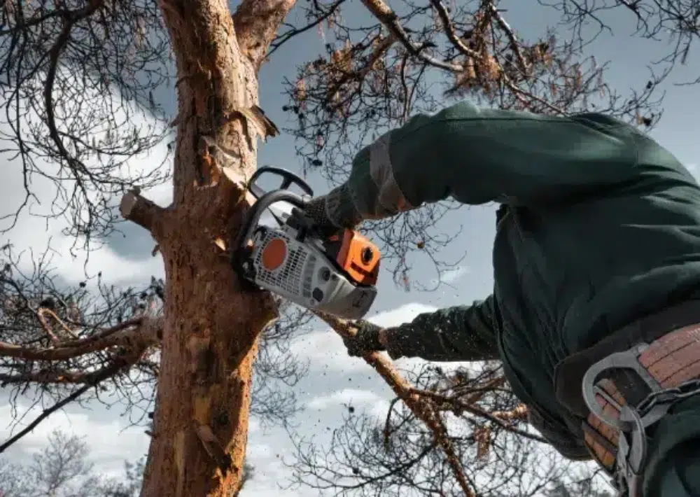 arborist cuts down. branches with chainsaw height. climber which shows how important are tree services in Stittsville arborist cuts down. branches with chainsaw height. climber which shows how important are tree services in Stittsville