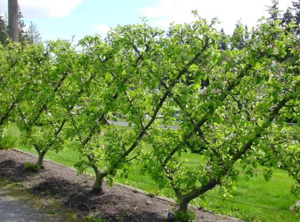 Espalier Pruning: What It Is & When to Use this Technique 1 belgian fence style espalier pruning espalier pruning