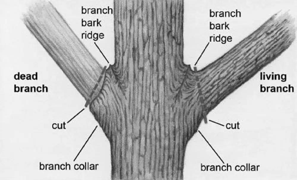 Crown Raising: What It Is & How It's Done for your Trees 4 black and white illustration of 3 cut method for deadwooding dead branch crown raising