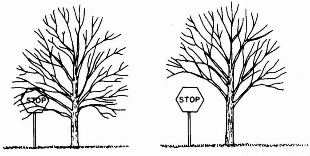 Crown Raising: What It Is & How It's Done for your Trees 1 drawing of tree before and after crown raising so that tree no longer blocks stop sign