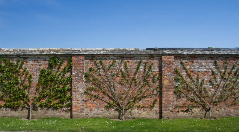 Espalier Pruning: What It Is & When to Use this Technique
