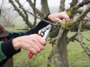 Fire Blight Disease: Spot & Treat Symptoms Before It Spreads 5 hand of woman pruning a young tree with shears to get tree pruning benefits