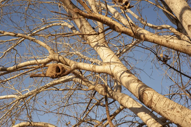 Deadwooding 101: A Must-Know Tree Pruning Technique