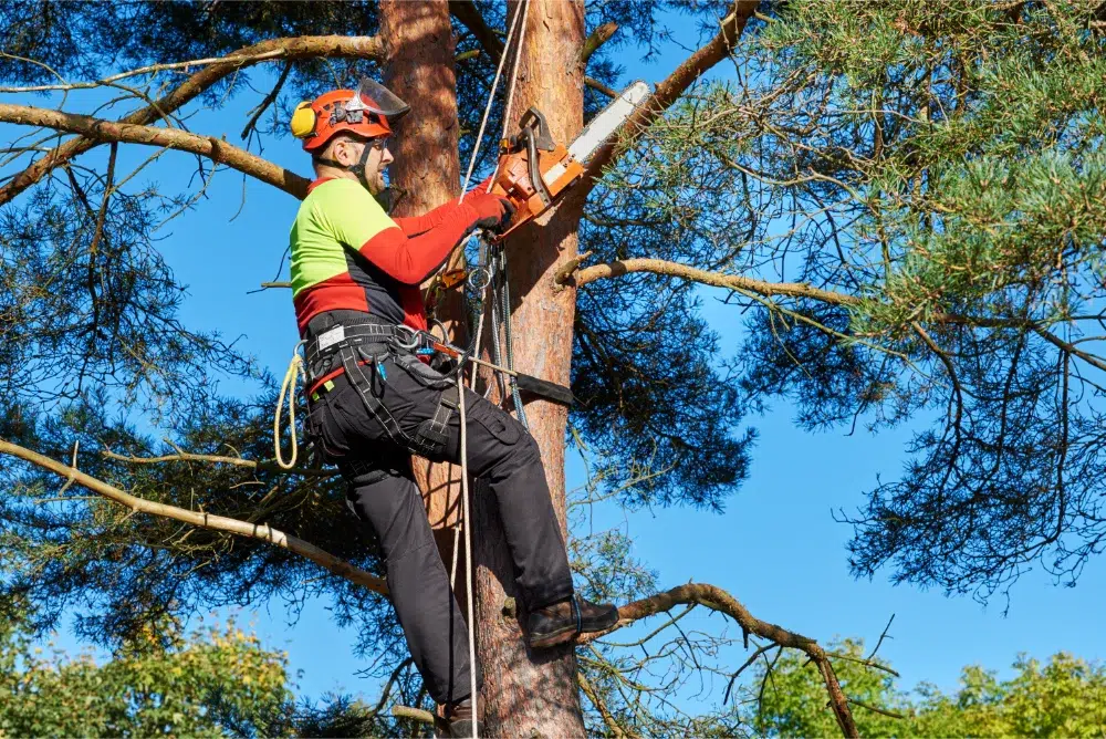 Crown Raising: What It Is & How It's Done for your Trees 2 low angle view man with chainsaw pruning tree with crown raising technique crown raising