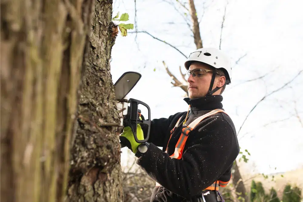 What is tree Crown Thinning, and How it affects your Trees 2 lumberjack with chainsaw harness pruning tree arborist cuting tree branches with safety gear on tree crown thinning