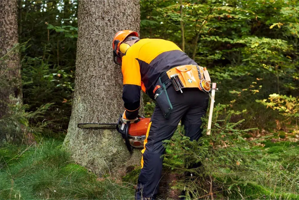 professional arborist with. protective workwear doing tree services in Orleans professional arborist with. protective workwear doing tree services in Orleans