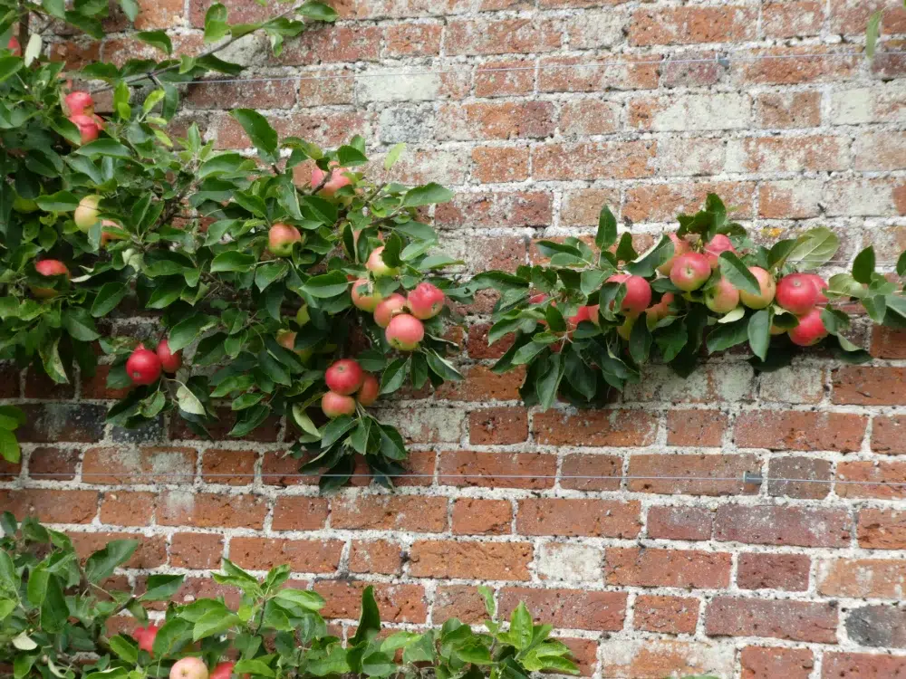 crab apples growing along brick wall due to regular espalier pruning crab apples growing along brick wall due to regular espalier pruning