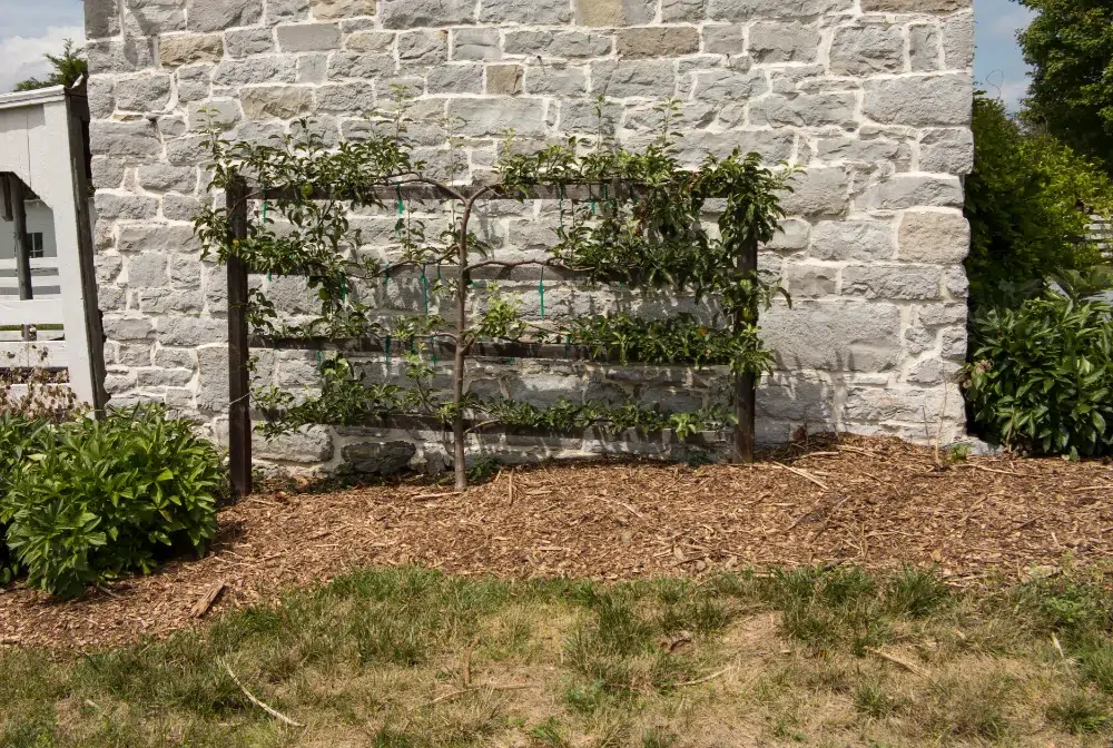 Espalier Pruning: What It Is & When to Use this Technique 3 stone wall with apple tree fenced and flattened with espalier pruning espalier pruning